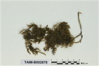 藏品(絹苔科)的圖片